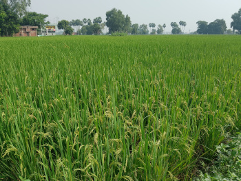  Residential Plot for Sale in Sampatchak, Patna