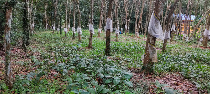  Commercial Land 51 Cent for Sale in Ettumanoor, Kottayam