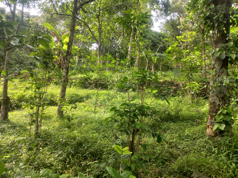  Agricultural Land 5 Acre for Sale in Pannaikadu, Kodaikanal