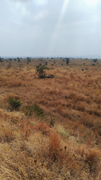  27 Acre Agricultural/Farm Land for Sale in Shrigonda, Ahmednagar