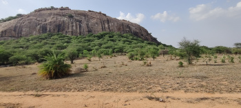  Agricultural Land for Sale in Amangal, Rangareddy