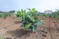  Residential Plot for Sale in BEML Layout 6th Stage, Thubarahalli, Bangalore