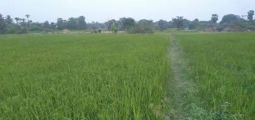  Agricultural Land 8 Acre for Sale in Kanai, Villupuram