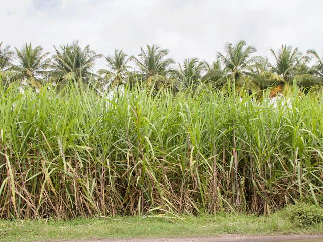  Agricultural Land 8 Acre for Sale in Kanai, Villupuram