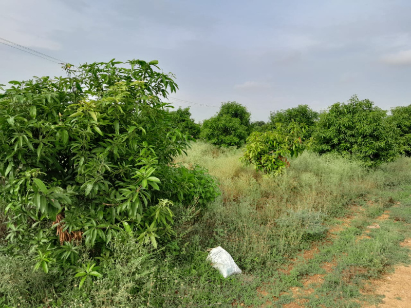  Agricultural Land 10 Ares for Sale in Nakrekal, Nalgonda