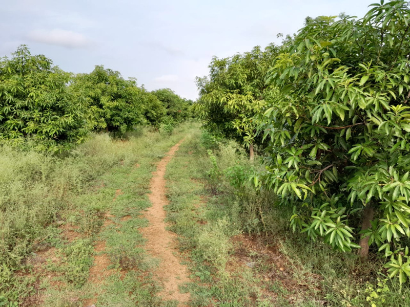  Agricultural Land 10 Ares for Sale in Nakrekal, Nalgonda