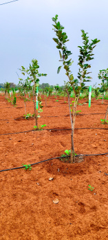  Agricultural Land for Sale in Chengalpet, Chennai