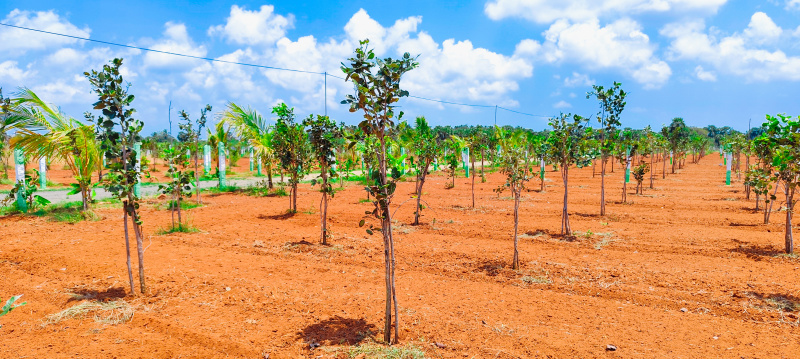 Agricultural Land 12000 Sq.ft. for Sale in Chengalpet, Chennai
