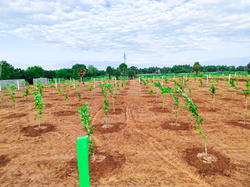  Agricultural Land 12000 Sq.ft. for Sale in East Coast Road, Pondicherry
