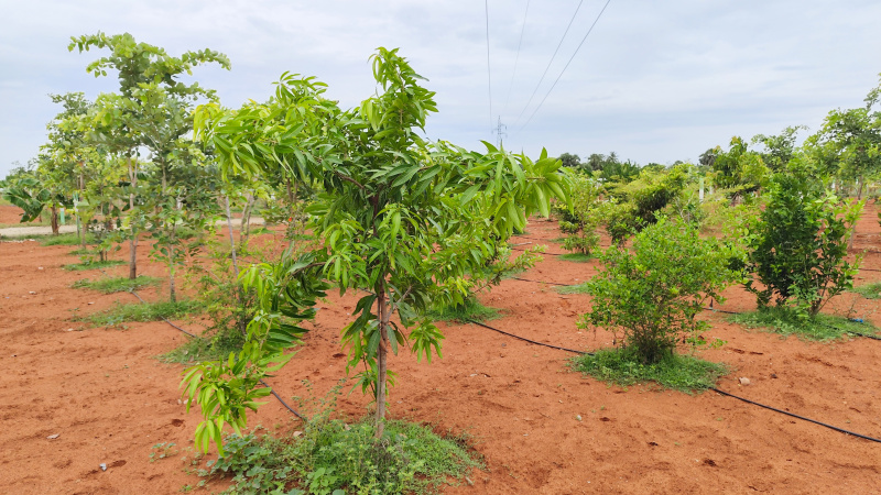  Agricultural Land 9610 Sq.ft. for Sale in East Coast Road, Chennai
