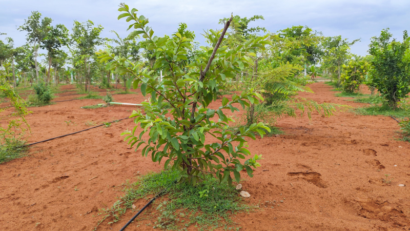  Agricultural Land 9610 Sq.ft. for Sale in East Coast Road, Chennai