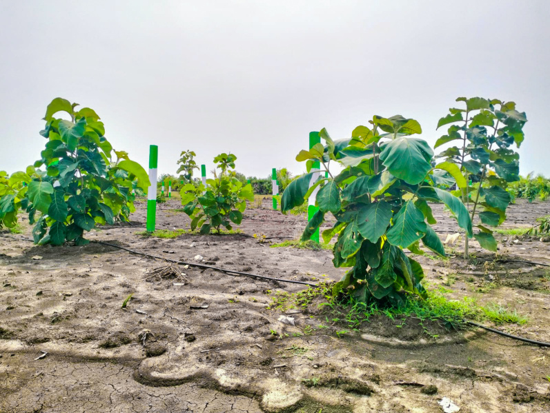  Agricultural Land 9600 Sq.ft. for Sale in Tindivanam, Chennai