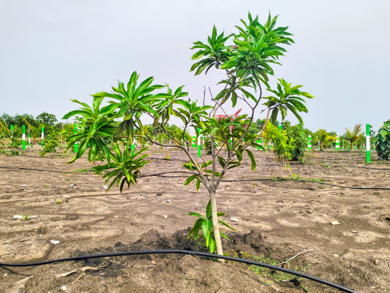  Agricultural Land 9600 Sq.ft. for Sale in Tindivanam, Chennai