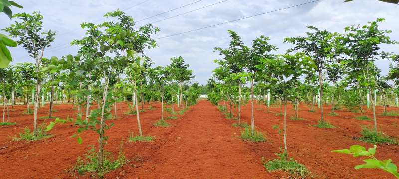  9600 Sq.ft. Agricultural/Farm Land for Sale in Madurantakam, Chennai
