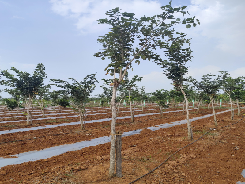  10000 Sq.ft. Agricultural/Farm Land for Sale in Madurantakam, Chennai