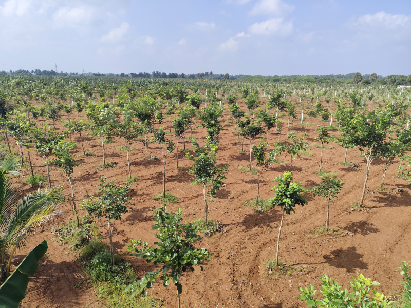  10000 Sq.ft. Agricultural/Farm Land for Sale in Madurantakam, Chennai