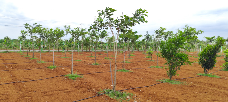  9600 Sq.ft. Agricultural/Farm Land for Sale in Walajabad, Kanchipuram