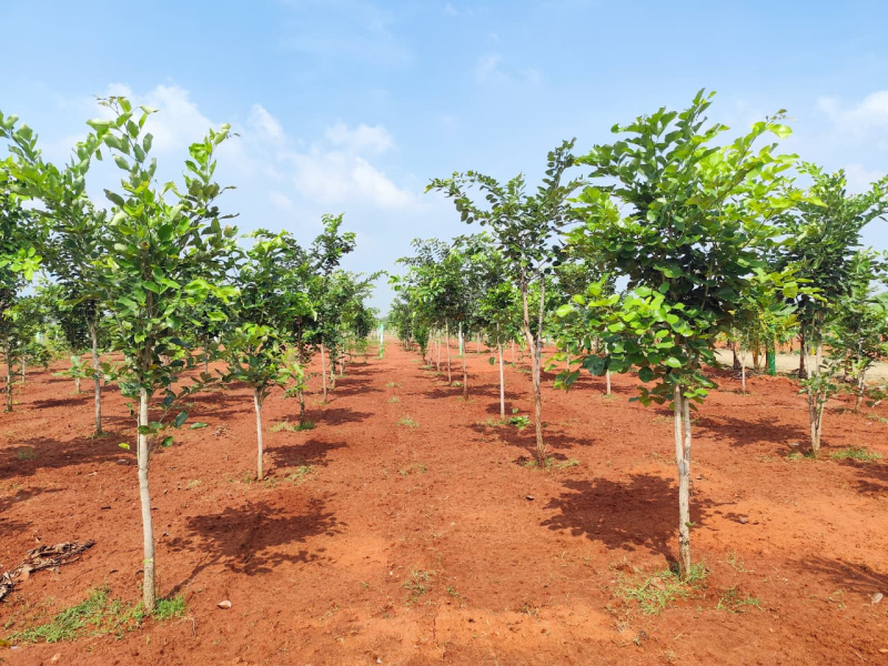  9600 Sq.ft. Agricultural/Farm Land for Sale in Madhurandagam, Chennai