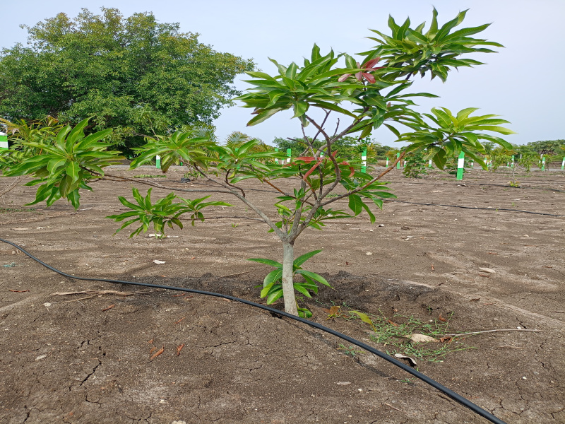  9600 Sq.ft. Agricultural/Farm Land for Sale in Tindivanam, Chennai