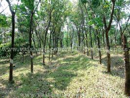  Agricultural Land for Sale in Eramangalam, Kozhikode