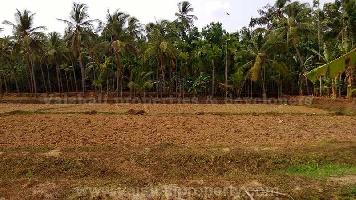  Agricultural Land for Sale in Chethukadavu, Kozhikode