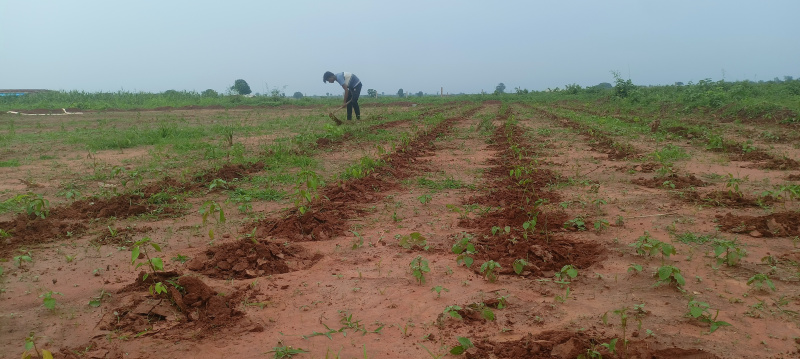  Agricultural Land 6 Bigha for Sale in Ghorawal, Sonebhadra