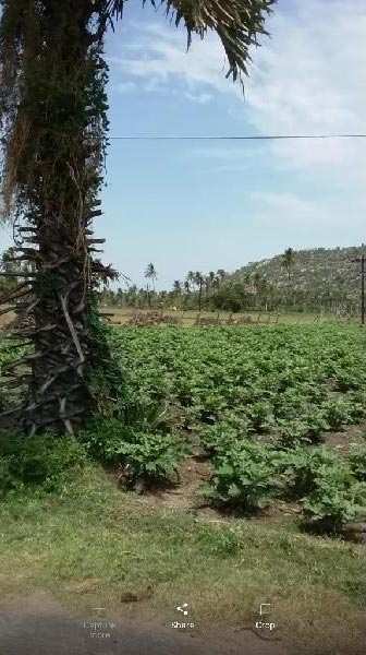 Agricultural Land 1 Acre for Sale in Yercaud, Salem