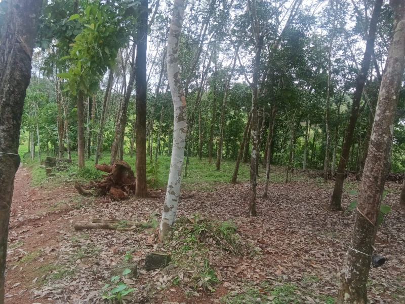  Residential Plot 10 Cent for Sale in Kottarakkara, Kollam