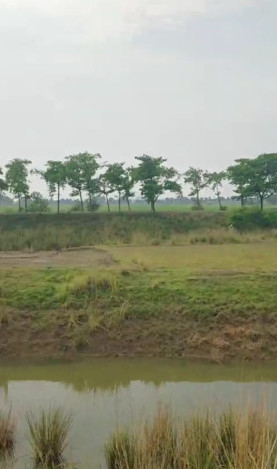  Agricultural Land 33 Katha for Sale in Harnaut, Nalanda