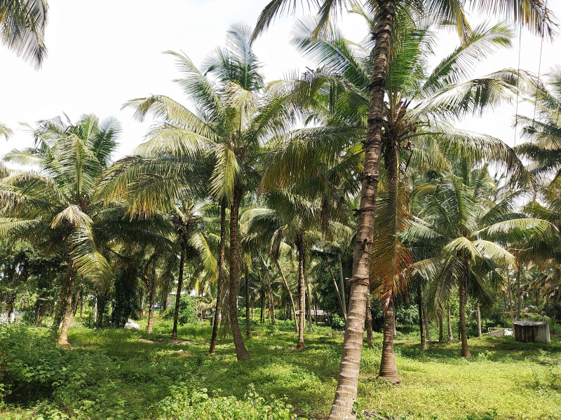  Agricultural Land 50 Cent for Sale in Kozhinjampara, Palakkad