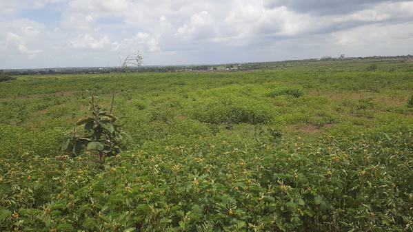  Agricultural Land 43560 Sq.ft. for Sale in Naubad, Bidar