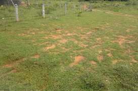  Agricultural Land 50 Cent for Sale in Alangayam, Vellore
