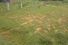 Agricultural Land 50 Cent for Sale in Alangayam, Vellore