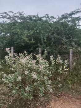  Residential Plot for Sale in Sekkalai, Karaikudi