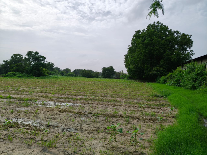  40000 Sq.ft. Agricultural/Farm Land for Sale in Padra, Vadodara