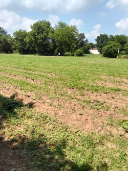 Agricultural Land for Sale in Padra, Vadodara