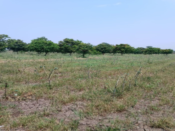  Agricultural Land for Sale in Kayavarohan, Vadodara