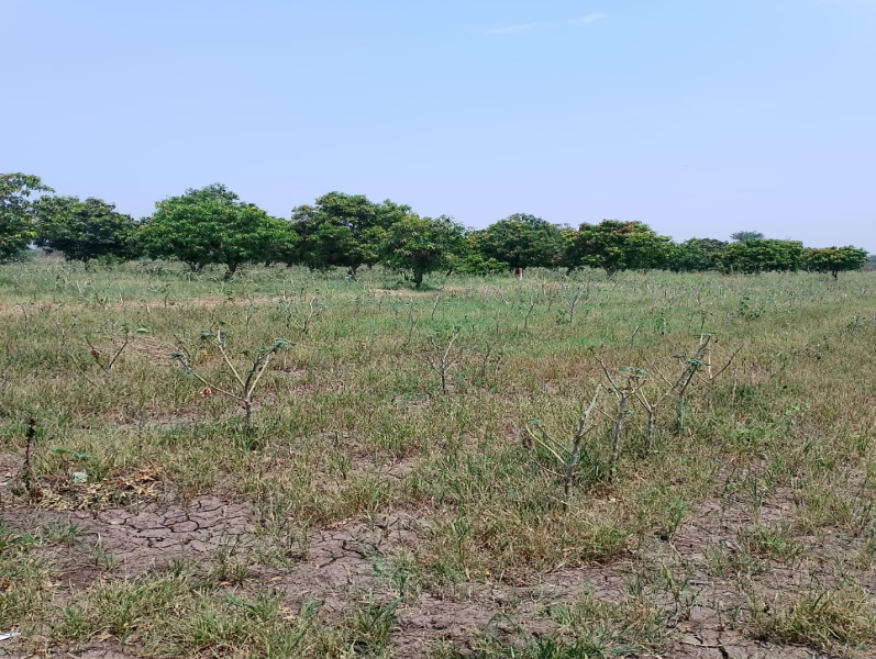  5 Bigha Agricultural/Farm Land for Sale in Kayavarohan, Vadodara