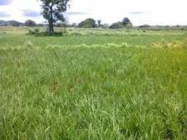  Agricultural Land for Sale in Saswad Road, Pune
