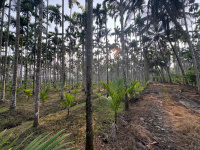  Agricultural Land for Sale in Nidige, Shimoga