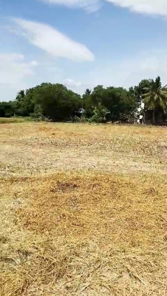  Agricultural Land 6 Acre for Sale in Thirukattupalli, Thanjavur