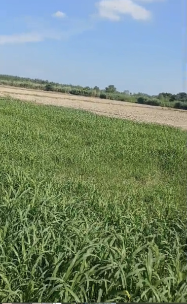  Agricultural Land 7 Ares for Sale in Rama Mandi, Jalandhar