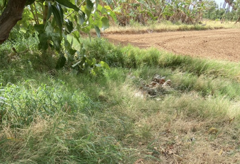  Agricultural Land for Sale in Panagudi, Tirunelveli