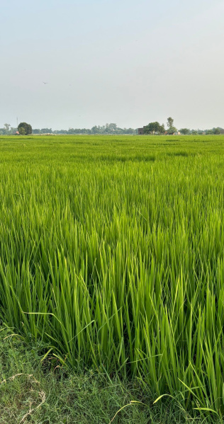  Agricultural Land 25 Bigha for Sale in Sikandra Rao, Hathras