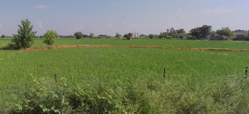  Agricultural Land for Sale in Lalru, Mohali