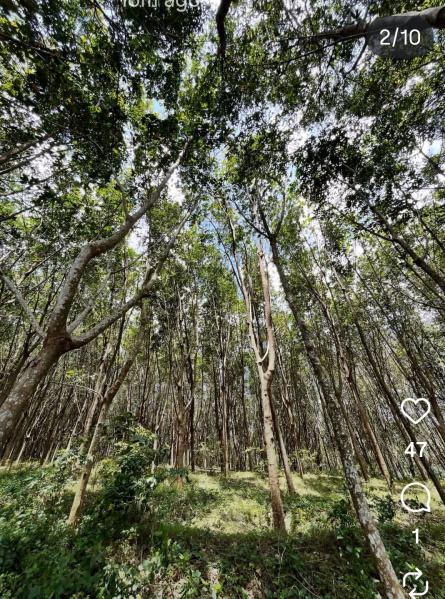  Agricultural Land 4 Acre for Sale in Kadayal, Kanyakumari