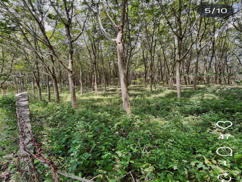  Agricultural Land 4 Acre for Sale in Kadayal, Kanyakumari