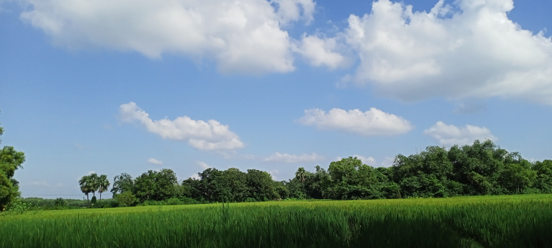  Agricultural Land 2 Bigha for Sale in Ausgram, Bardhaman