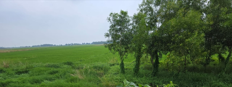  Residential Plot 2 Acre for Sale in Malatipatpur, Puri