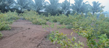  Agricultural Land for Sale in Vallioor, Tirunelveli